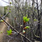 budding aspens