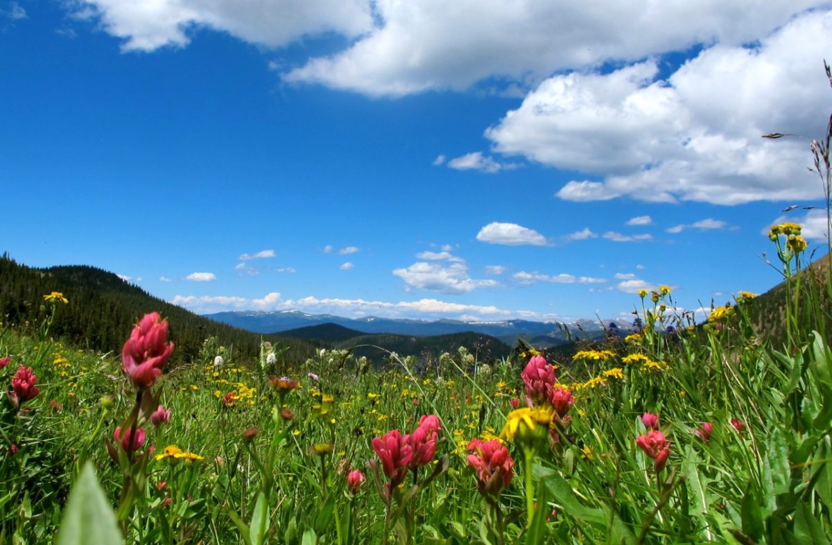 August flower rides french pass